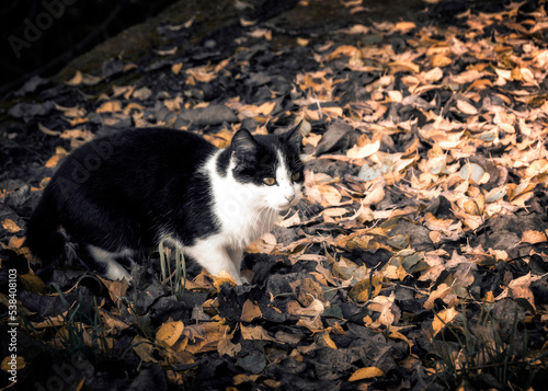 Cat plays among the leaves  © Asier