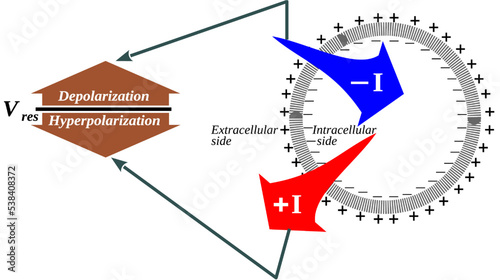 Cell input and output currents and Membrane depolarization and hyperpolarization