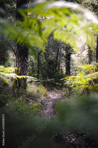 Fototapeta Naklejka Na Ścianę i Meble -  Path through the interior of the forest. 