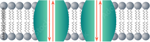Leakage channels or holes permanently open in the neuronal membrane