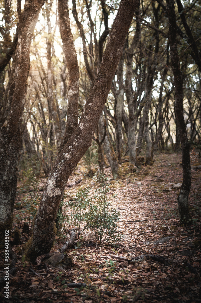 Path through the interior of the forest.
