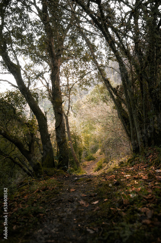 Path through the interior of the forest. 