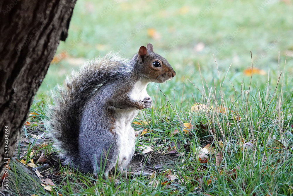 A grey squirrel sitting on the ground under a tree. A grey squirrel sitting on the ground under a tree.