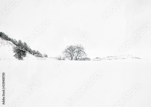 A lonely tree in the snow, winter scene.
