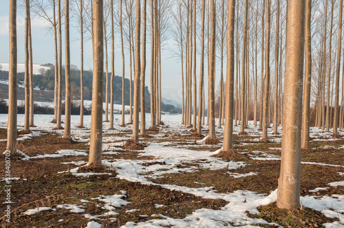 Poplar forest on the banks of the Bayas River. Alava, Basque Country.
