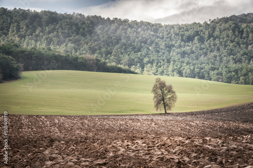 A lonely tree among crops.
 photo