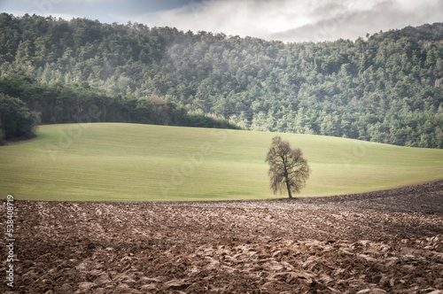 A lonely tree among crops.
