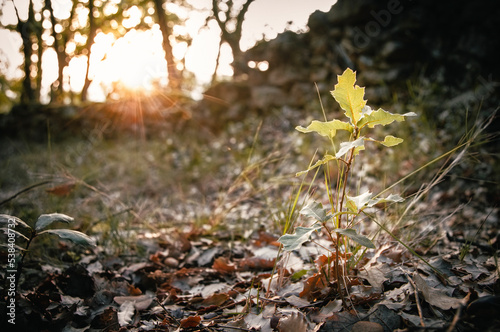 A sapling of a tree lit by sunset light.
