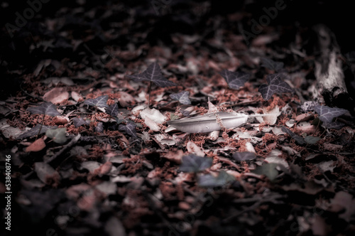 A lone feather on the forest floor.