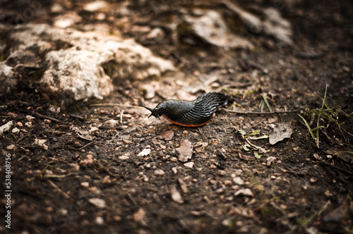 Black slug (Arion ater) 
Babosa Comun (Arion ater)