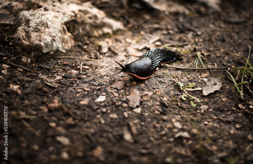 Black slug (Arion ater) 
Babosa Comun (Arion ater)