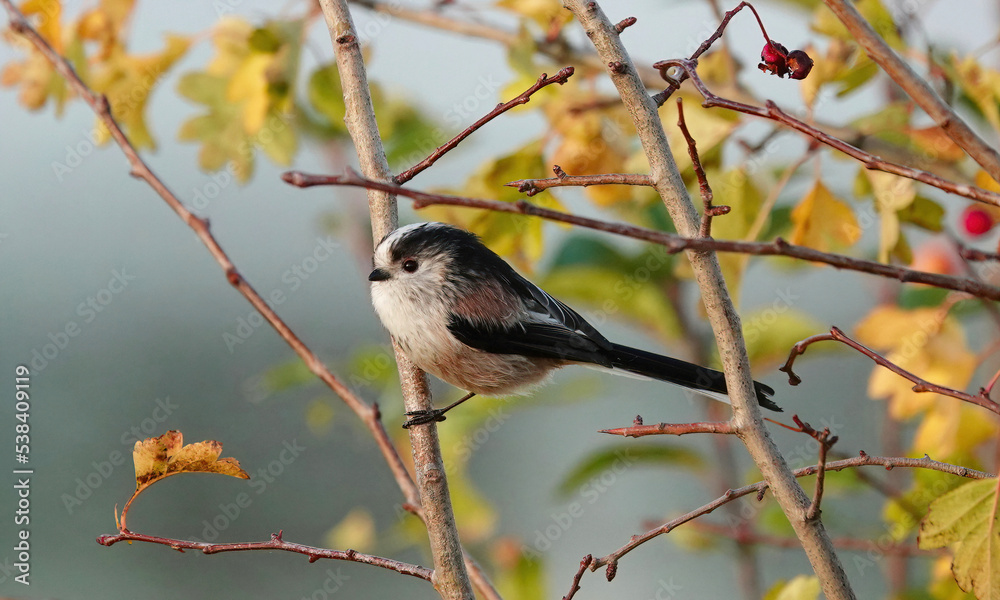 Naklejka premium A long-tailed tit perching on the branch of a tree in autumn. 