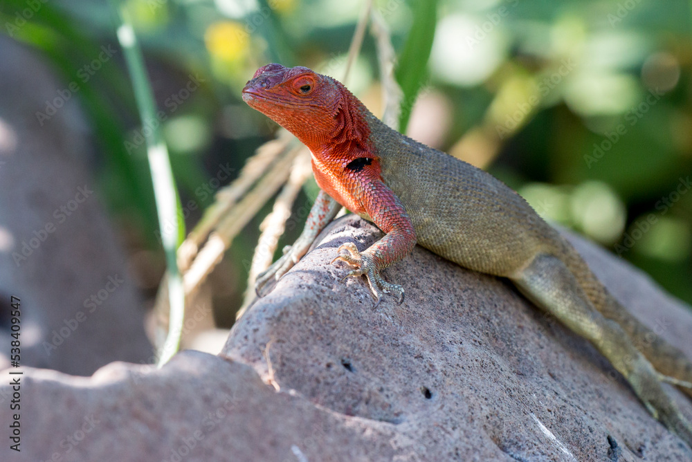 female lava lizard on a rock, Española, Galapagos female lava lizard on a rock, Española, Galapagos