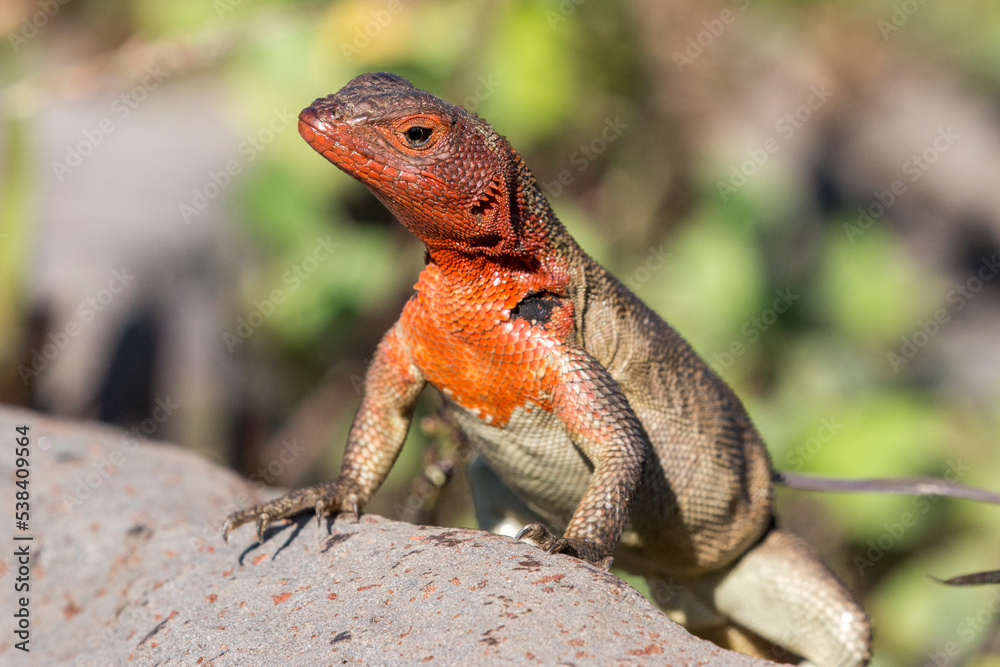 mature female lava lizard on a rock, Española, Galapagos mature female lava lizard on a rock, Española, Galapagos