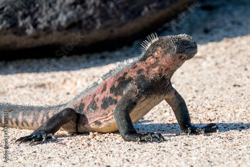 Fototapeta Naklejka Na Ścianę i Meble -  marine iguana on the sandy beach, Espanola, Galapagos