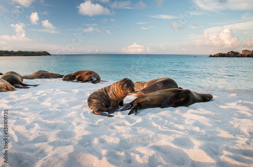 group of sea lions with a pup on the white sandy beach in Gardner Bay, Espanola, Galapagos photo