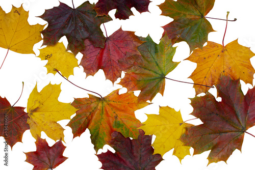 maple leaves on a transparent background