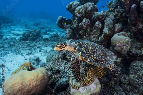 Seascape with Hawksbill Sea Turtle in the coral reef of the Caribbean Sea, Curacao