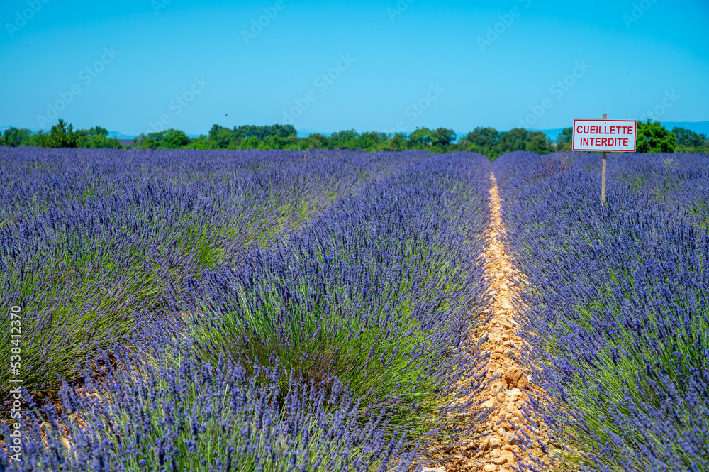 Fototapeta premium Lavender fields in Plateau de Valensole in Summer. Alpes de Haute Provence, PACA Region, France. French sign means in English: no picking allowed.