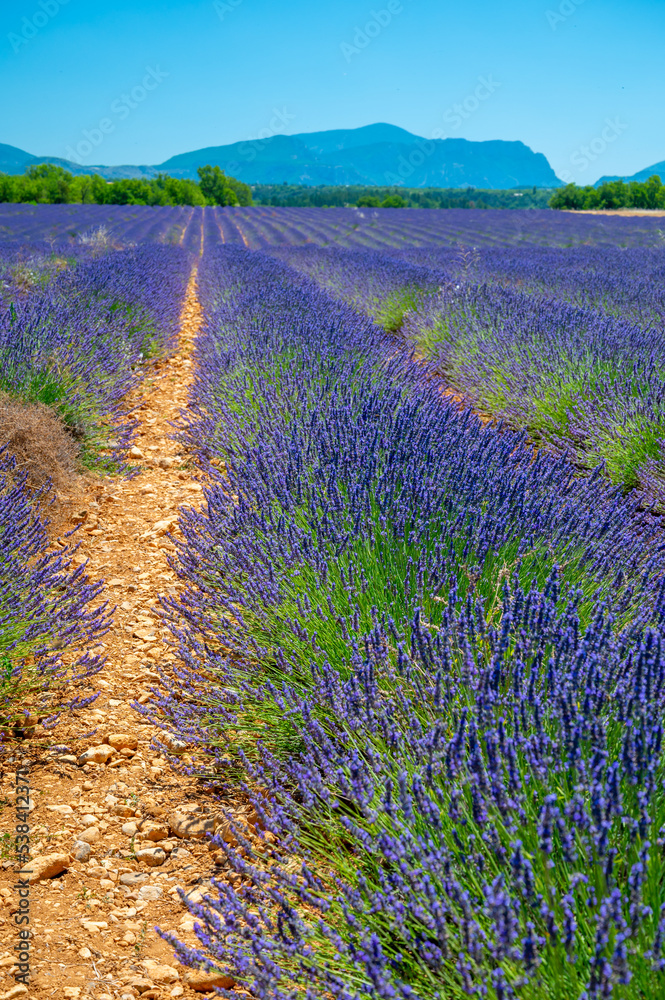 Fototapeta premium Lavender fields in Plateau de Valensole in Summer. Alpes de Haute Provence, PACA Region, France