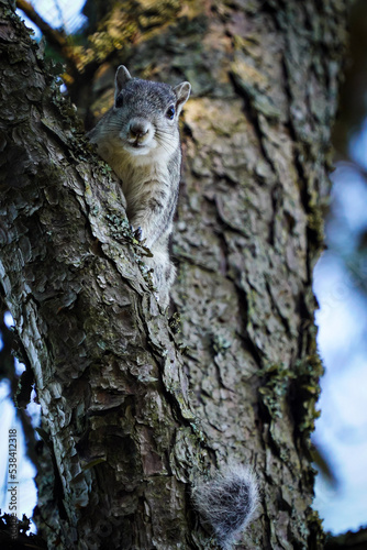 squirrel on tree © ricardo
