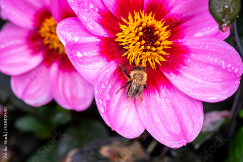 Small bee sitting on flower of Asteraceae Dahlia Happy single wink