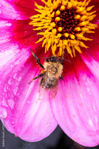 Small bee sitting on flower of Asteraceae Dahlia Happy single wink