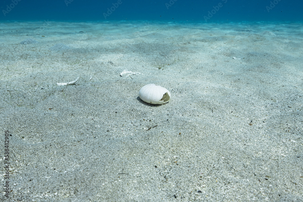 Seascape with various fish, coral, and sponge in the coral reef of the Caribbean Sea, Curacao Seascape with various fish, coral, and sponge in the coral reef of the Caribbean Sea, Curacao