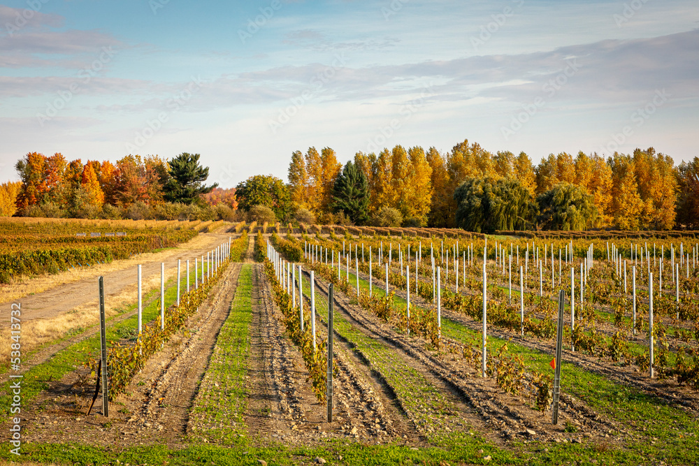 Vineyard in fall with rows of grape plants with hill going up with support steady sticks, Dunham, Quebec, Canada