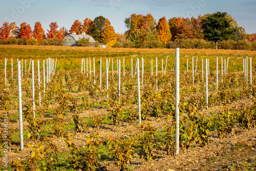 Vineyard in fall with rows of grape plants with hill going up with support steady sticks, Dunham, Quebec, Canada photo