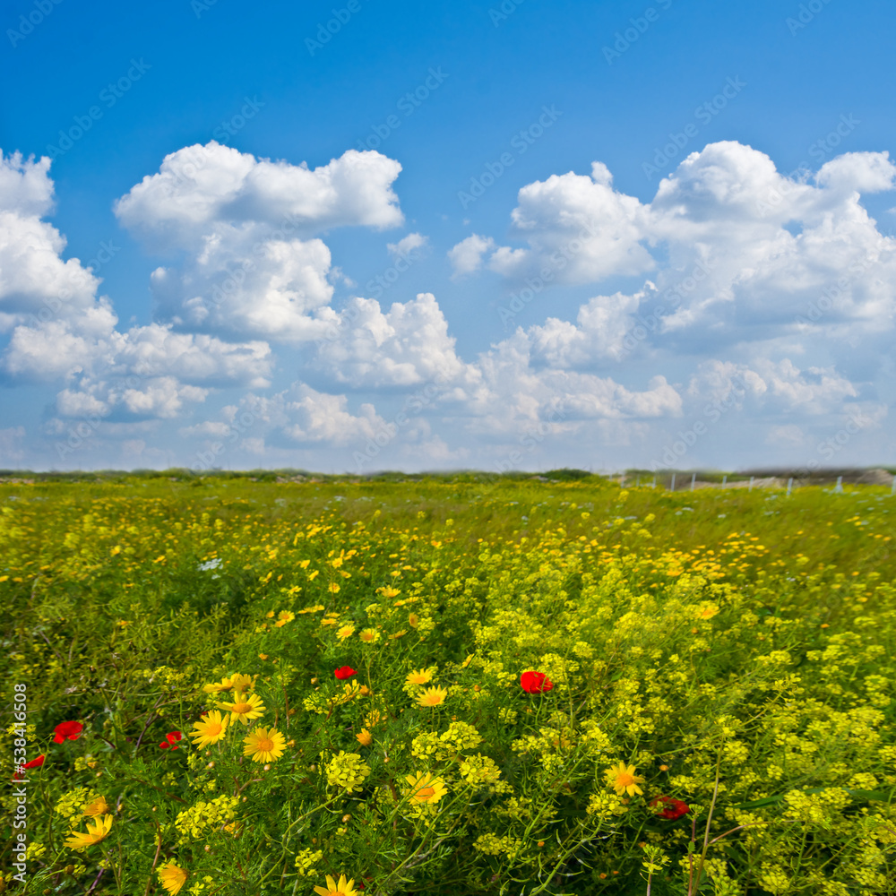 summer prairie with flowers at bright summer day