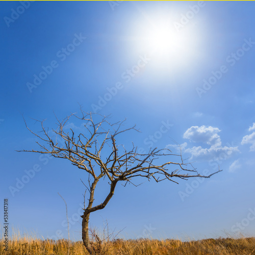 alone dry tree among prairie under sparkle sun © Yuriy Kulik