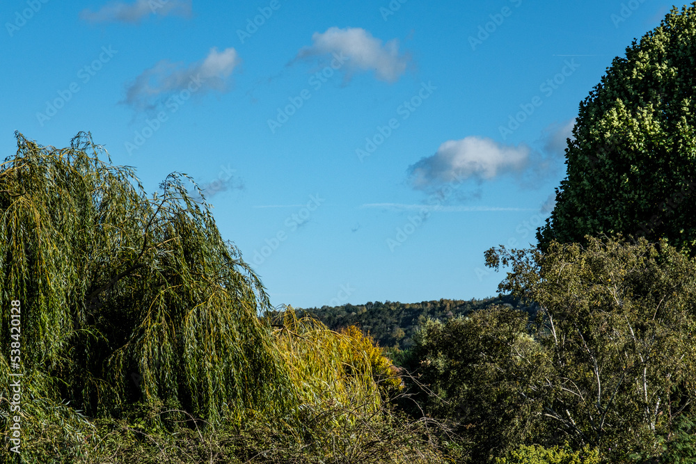 Obraz premium Trees and Woodland Turning Golden In Early Autumn