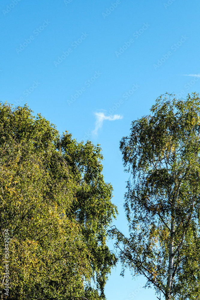 Obraz premium Trees and Woodland Turning Golden In Early Autumn