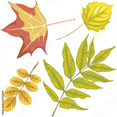Different autumn leaves