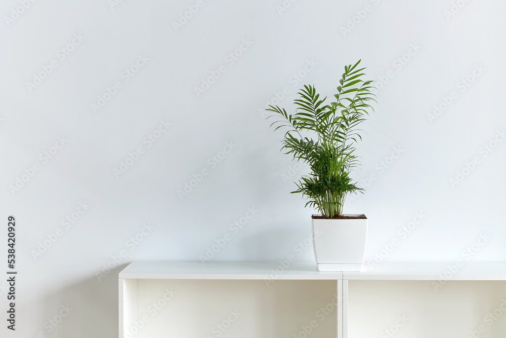 Peace Lily aka Spathiphyllum plant in the office on white wall backrgound