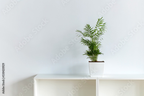 Obraz na płótnie Peace Lily aka Spathiphyllum plant in the office on white wall backrgound w salonie