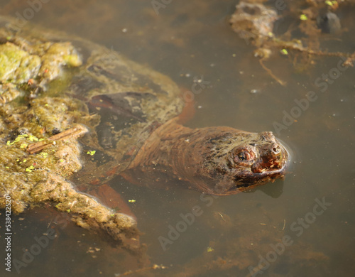 Common Snapping Turtle (Chelydra serpentina) poking its head above the surface of a pond.