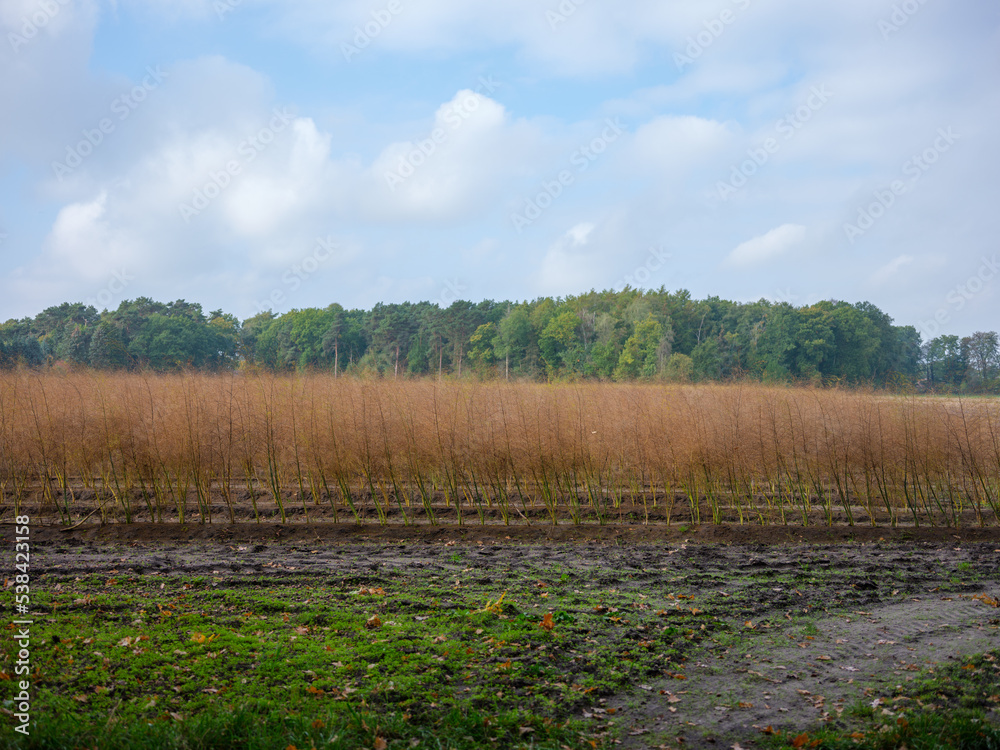 Obraz premium Erntereifes Spargelfeld