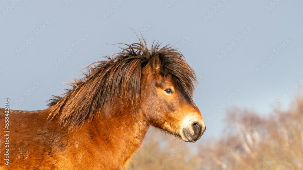 Head of a wild brown Exmoor pony, against a blue sky in the nature reserve in Fochteloo, Fall colors in winter. The Netherlands. Selective focus., web banner, long cover, panorama, social media