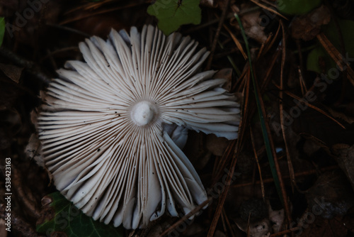 Champignons dans la for  t en automne