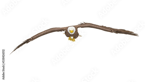 american bald eagle is floating in white background front view