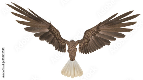 american bald eagle is hunting down in white background top rear up view