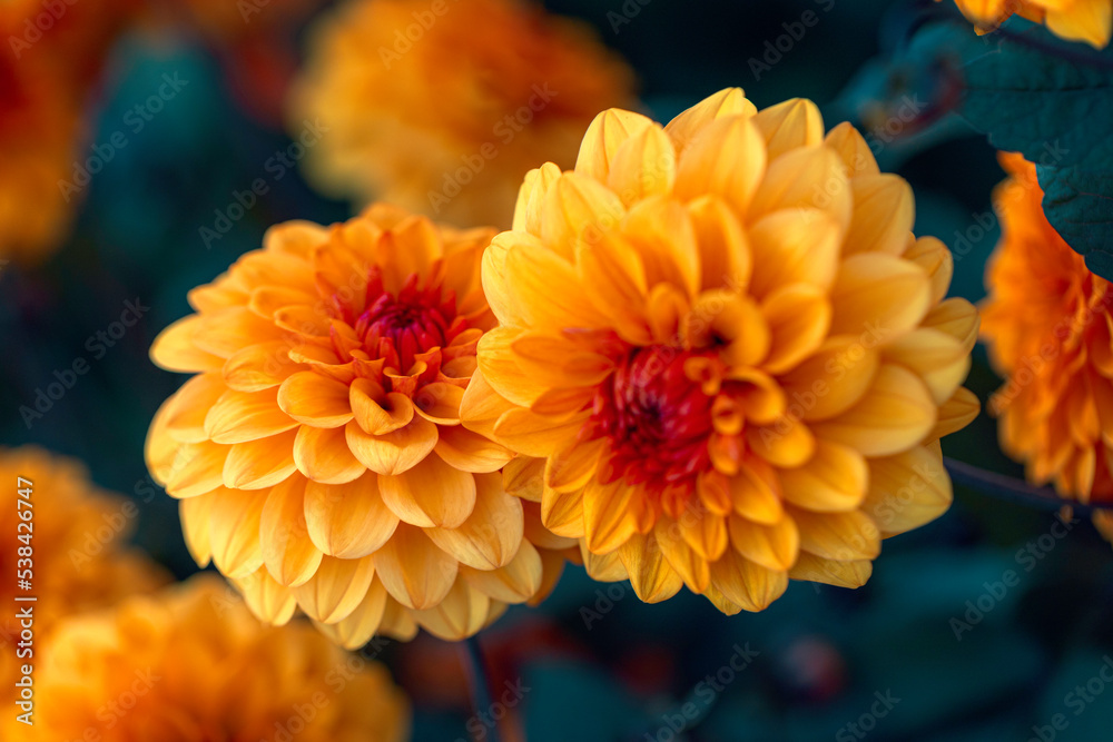 Dahlia Dahlia
