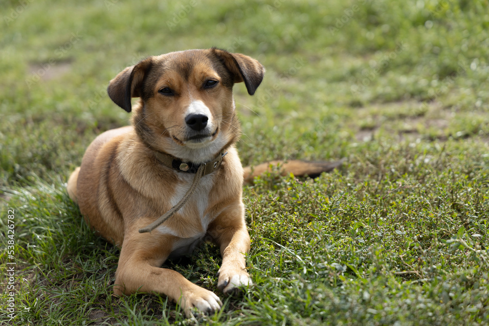 Red dog lies on the grass and looks into the camera.