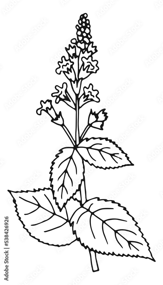 Urtica herb. Nettles plant hand drawn illustration Urtica herb. Nettles plant hand drawn illustration