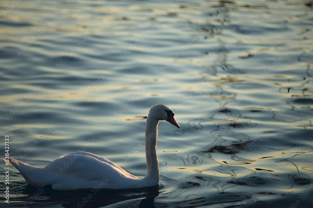 Fototapeta premium swan on the water