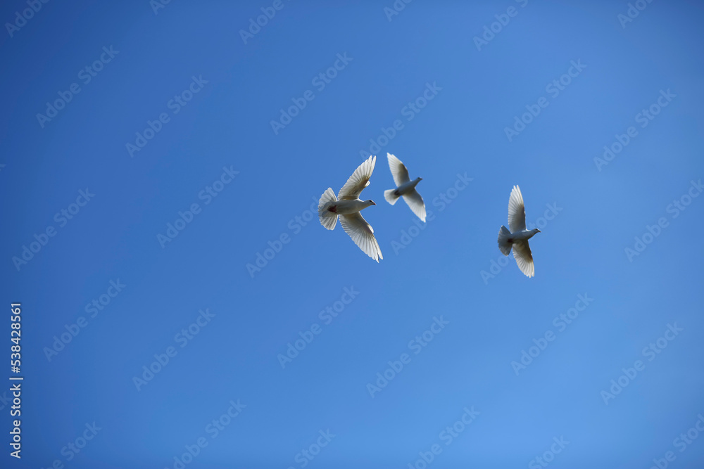 Three white pigeons flying in the blue sky, symbol of peace
