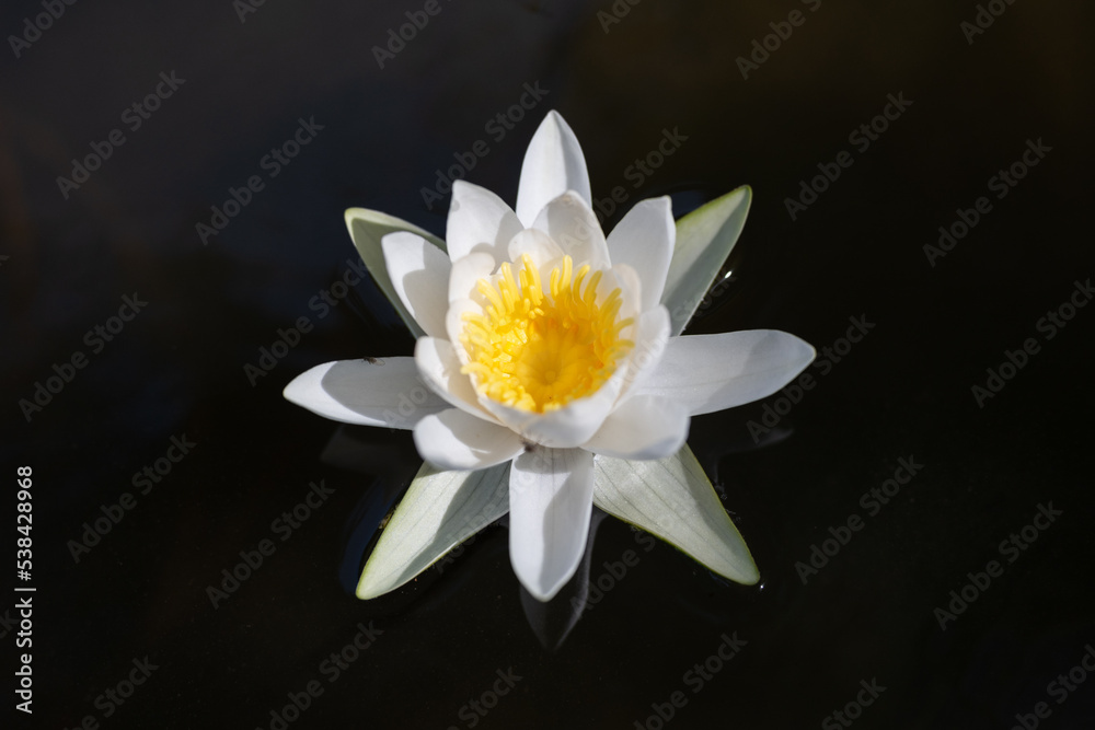 Wild lily flower on the background of the water surface. Wild nature. Photo with good detail. Wild lily flower on the background of the water surface. Wild nature. Photo with good detail.