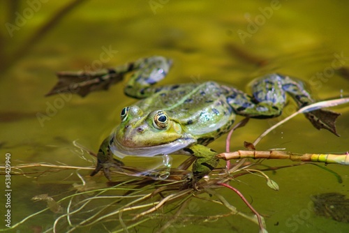 A green frog sitting in a pond © been.there.recently